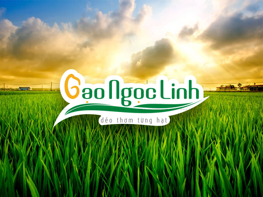 Thiết kế logo, CIP, bao bì - Thương hiệu Gạo Ngọc Linh